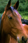 Closeup of horse's head