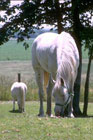 Horses