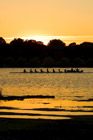 Team rowing